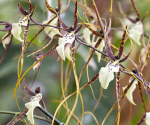 Brassia