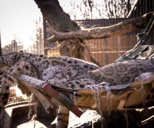 Pantery Śnieżne w Śląskim ZOO potrzebują nowego wybiegu