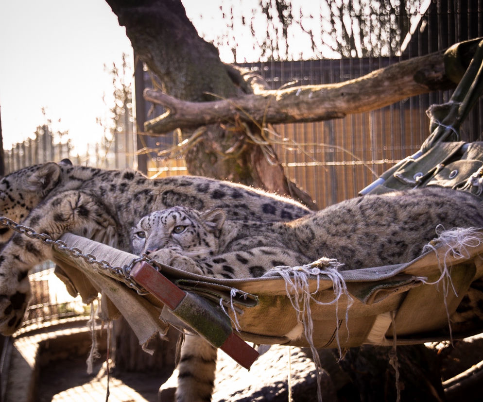 Pantery Śnieżne w Śląskim ZOO potrzebują nowego wybiegu