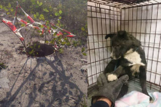Pies wpadł do studzienki. Kolejna bohaterska interwencja Animal Patrolu [WIDEO]