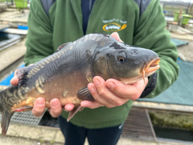 Karp z Rytwian na wigilijnym stole