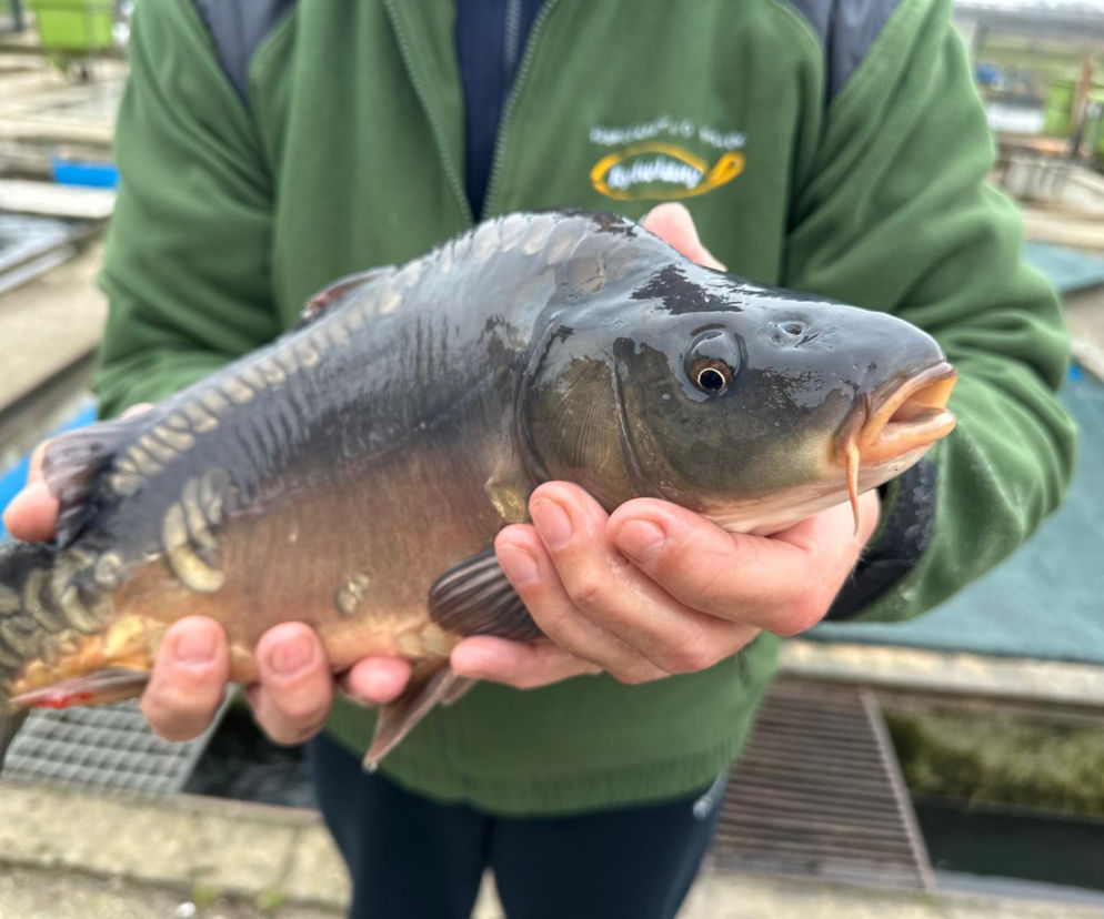 Masz dość mulistego w smaku karpia? Ten trik z wrzątkiem to hit! Zobacz, jak przygotować idealną rybę