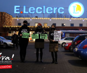 Bełchatów: Obrońcy zwierząt z akcją w markecie! 