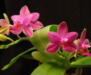 Phalaenopsis: najpopularniejszy storczyk