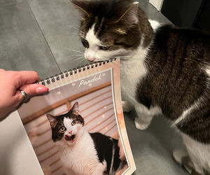 Kot Pandek zapozował do kalendarza KTOZ na 2026 rok