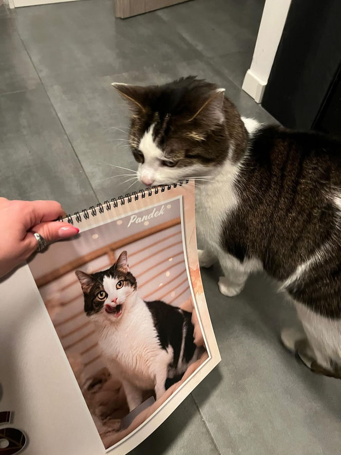 Kot Pandek zapozował do kalendarza KTOZ na 2026 rok