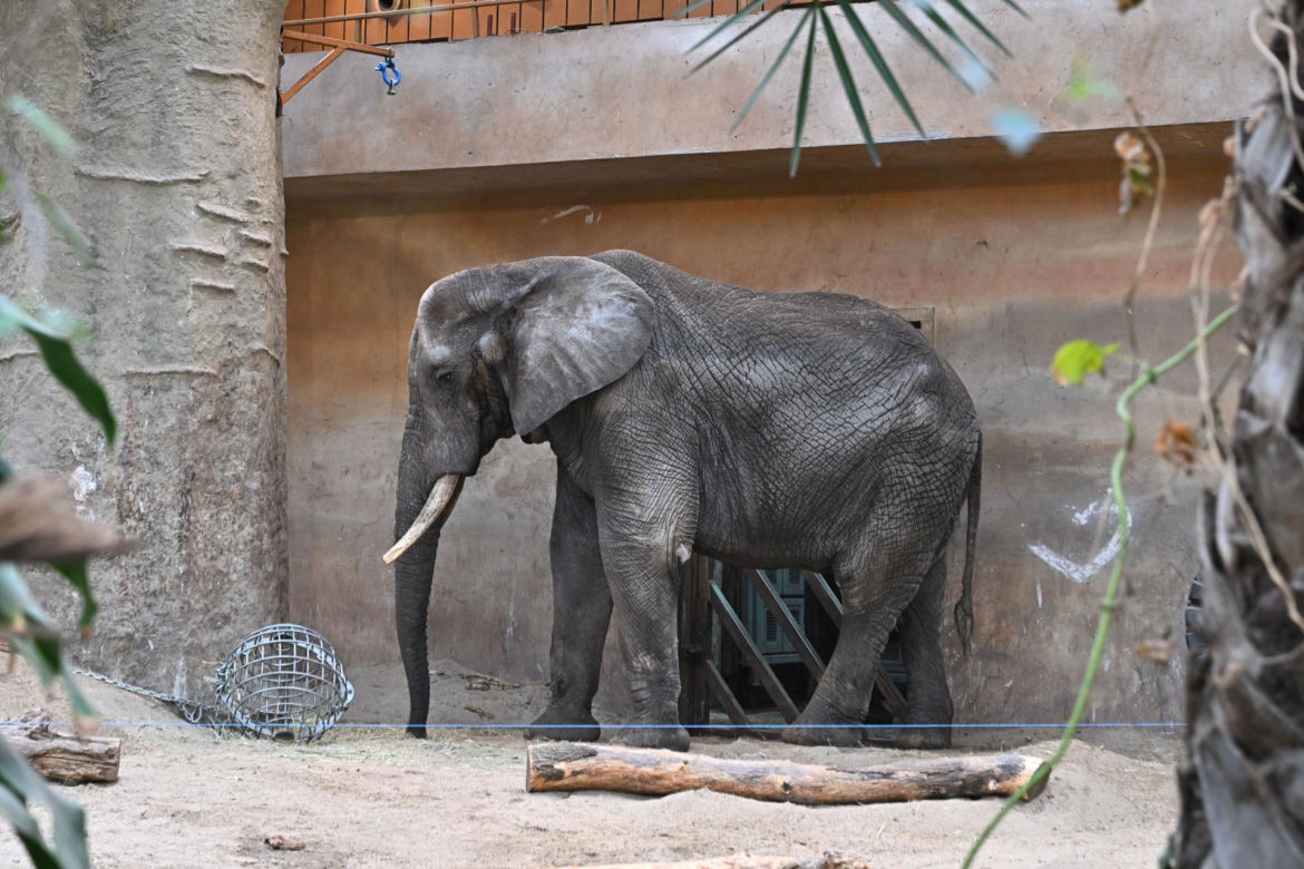 Słoń Leon ma urodziny. Wielka impreza w warszawskim ZOO