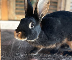 Metamorfoza Domu pod królikiem