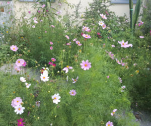 ESC w Ogrodzie Botanicznym UKW