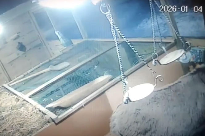 Haniebny czyn. Wszedł do żywej szopki betlejemskiej i puściły mu wszelkie hamulce. Jest nagranie [WIDEO]