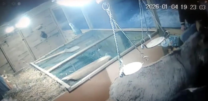 Wszedł do żywej szopki i puściły mu wszelkie hamulce. Skandaliczne nagranie [WIDEO]