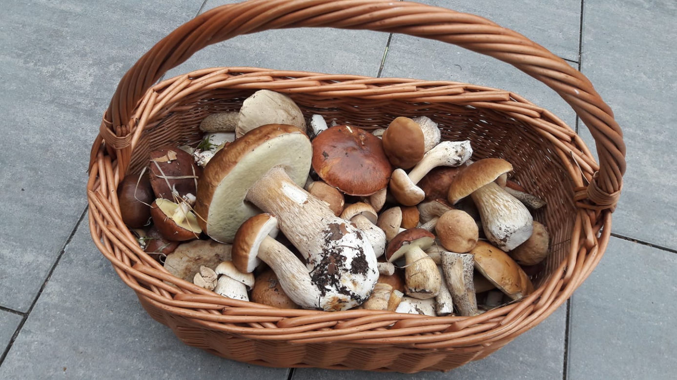 Wielkie grzybobranie w Toruniu i okolicach. Zobaczcie wspaniałe zbiory