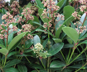 Skimia japońska 'Rubella'