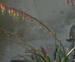 Gasteria