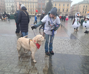 34. finał WOŚP w Krakowie. Golden Retrievery na Rynku Głównym
