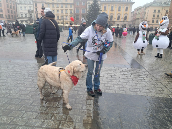 34. finał WOŚP w Krakowie. Golden Retrievery na Rynku Głównym