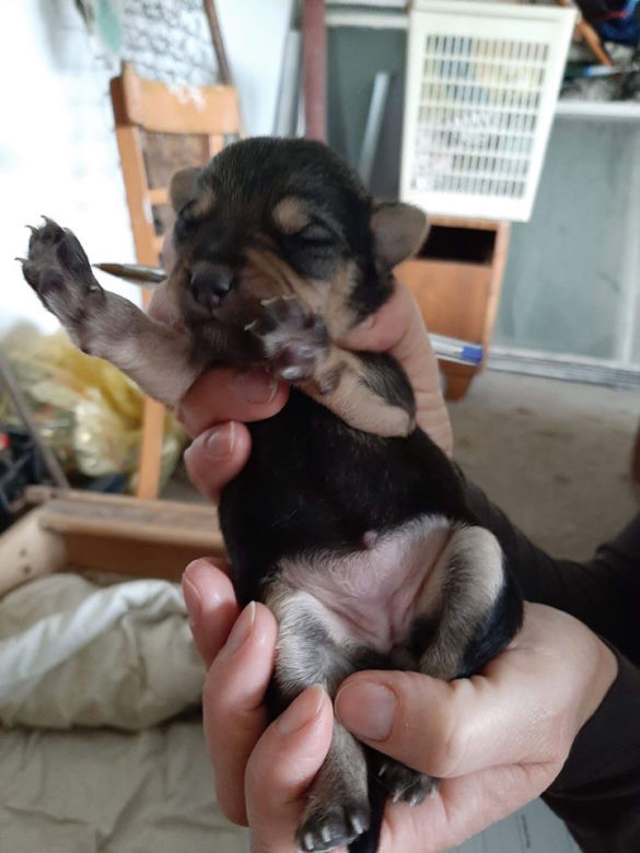 Chory mężczyzna zamknięty w domu z 28 psami! Horror na Sądecczyźnie!
