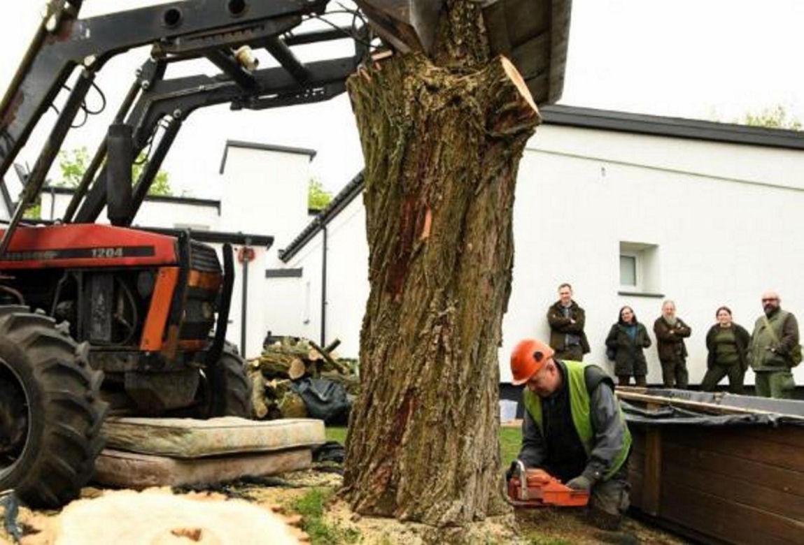 Ścięli drzewo, żeby ratować chrząszcza. Potem wieźli go 30 kilometrów 