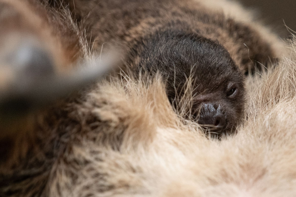 ZOO Wrocław szuka imienia dla małego leniwca. Zobaczcie, jaki jest uroczy! [ZDJĘCIA, FILM] 