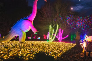 Garden of Lights