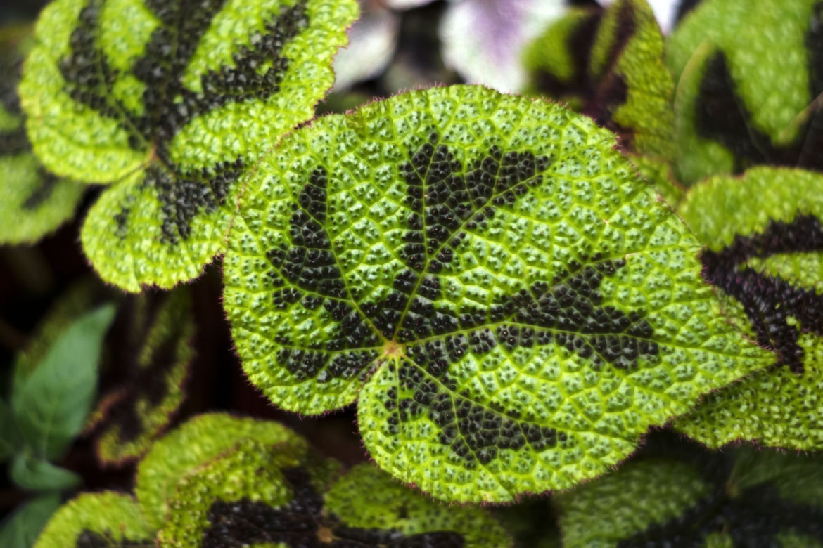 Begonia Masona