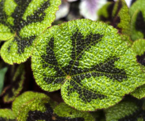 Begonia Masona