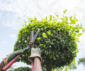 Od cięcia po stylizację - ile zapłacisz za pielęgnację ogrodu?