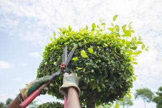 Od cięcia po stylizację - ile zapłacisz za pielęgnację ogrodu?