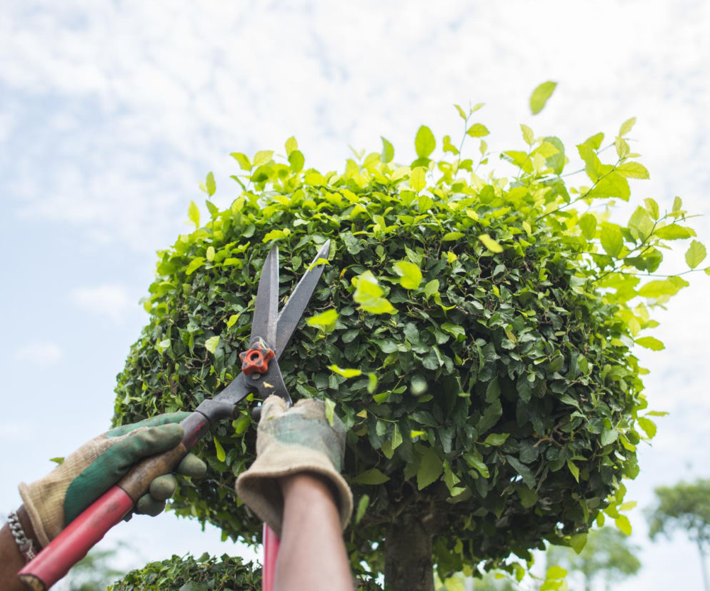 Od cięcia po stylizację - ile zapłacisz za pielęgnację ogrodu?