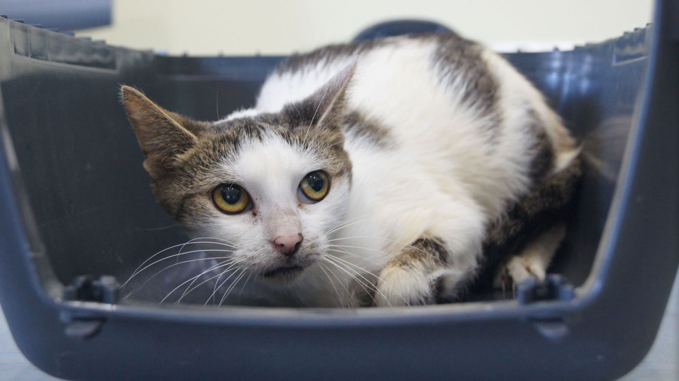 Koci szpitalik w Rzeszowie? Fundacja Felineus walczy o głosy