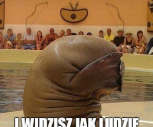 Morsowanie: MEMY 2021. Zobacz najlepsze obrazki i memy o morsowaniu! [ZDJĘCIA]