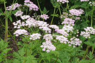 Świerząbek orzęsiony  - Chaerophyllum hirsutum