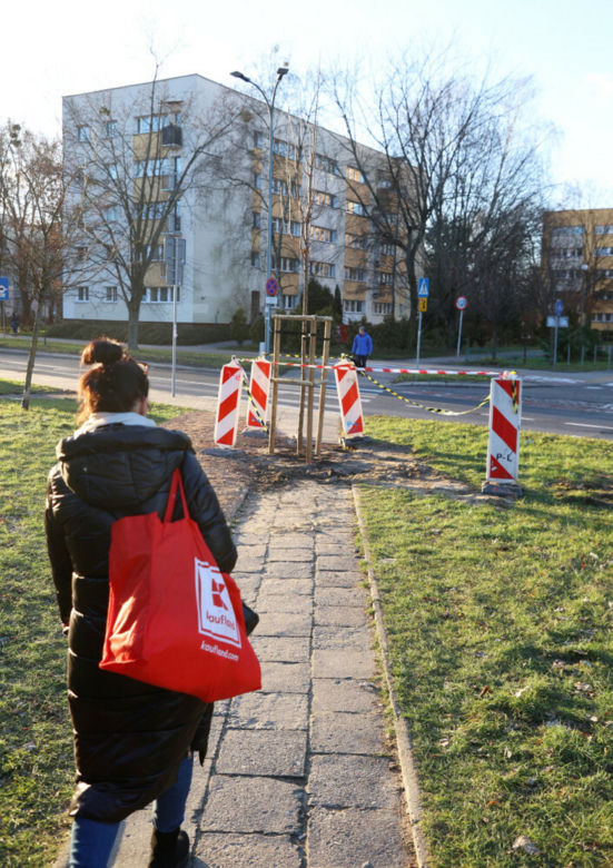 Posadzili drzewo na środku chodnika