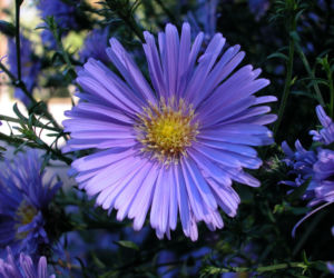 Aster krzaczasty 