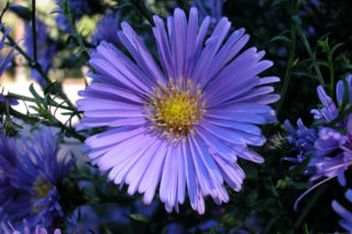 Aster krzaczasty - Aster dumosus = Symphyotrichum dumosum