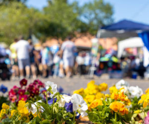 Targi, festiwale, kiermasze… Gdzie w Polsce w 2026 roku bije ogrodnicze serce?