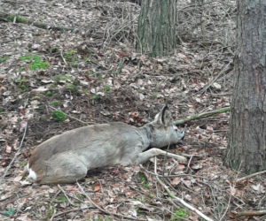 Kłusownik w Nadleśnictwie Skwierzyna