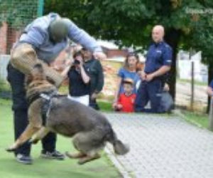 Tytan z Zawiercia przeszedł na emeryturę. Policjańci pożegnali czworonoga, który służył u nich 9 lat