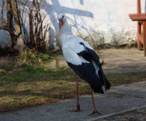 Bocian celebryta wraca do Polski. Krutek jest już w Europie!