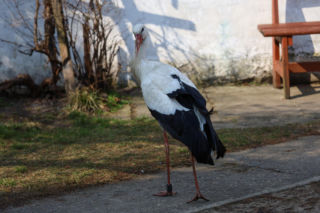 Słynny ptak z Mazur. Bocian Krutek dotarł do domu!