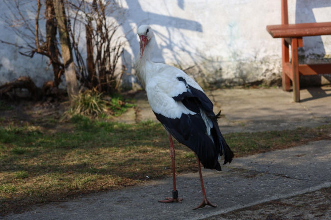 Bocian celebryta wraca do Polski. Krutek jest już w Europie!