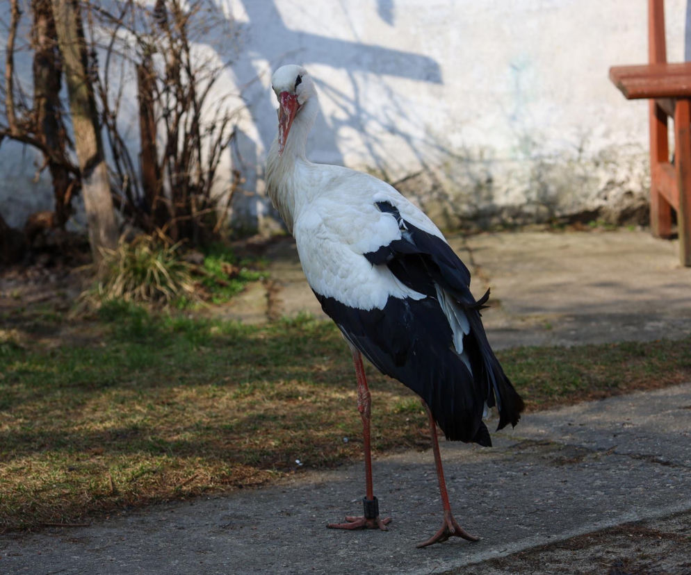 Słynny ptak z Mazur. Bocian Krutek dotarł do domu!