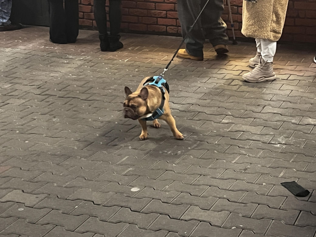 Pączki w Szczecinie 