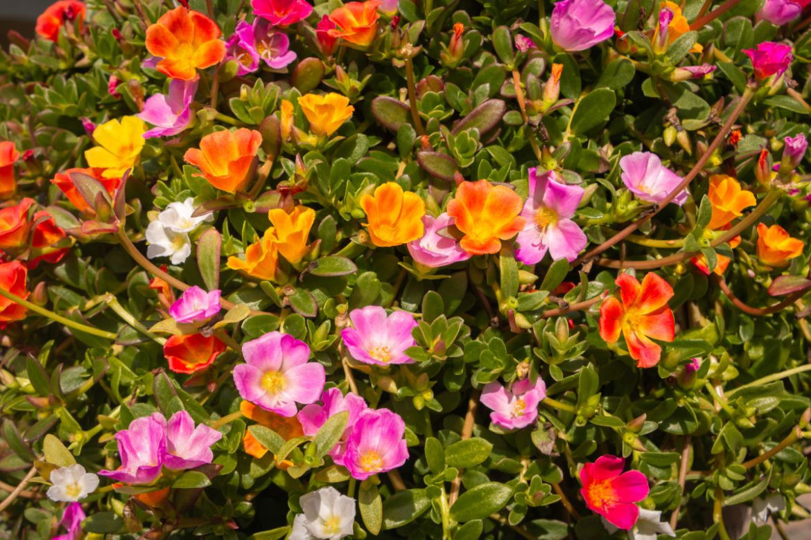 Portulaka wielkokwiatowa