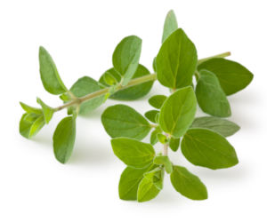 Oregano 