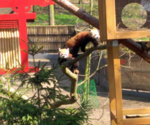 Pandy w Ogrodzie Zoobotanicznym w Toruniu