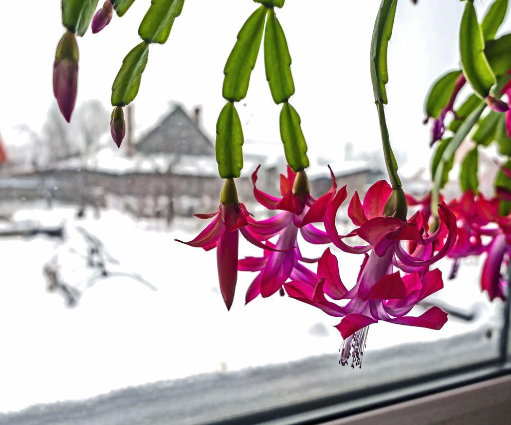 Grudnik nie kwitnie? Poznaj najczęstsze przyczyny