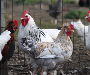 Przypadek ptasiej grypy wykryty na Pomorzu! Wprowadzono restrykcje dla właścicieli drobiu