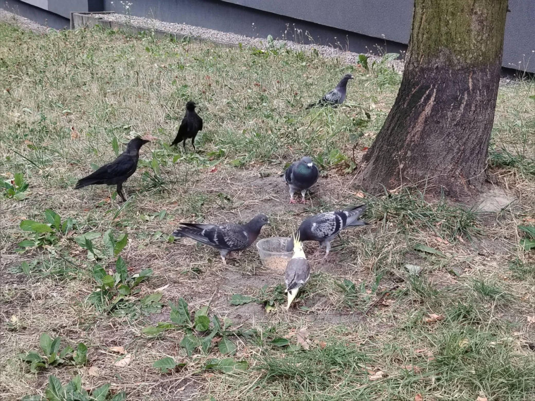 Osiedle w Katowicach ściga papużkę, ale ta się nie daje!