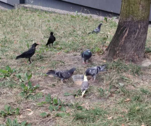 Śliczna papuga uciekła z klatki w Katowicach. Ptaszek unika schwytania